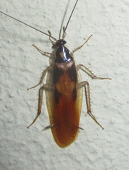 Supella dimidiata