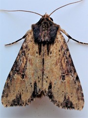 Apamea vultuosa