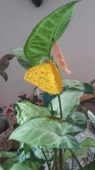 Phoebis philea