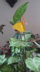 Phoebis philea