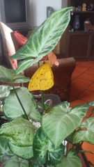 Phoebis philea