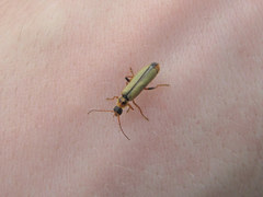 Metacantharis clypeata