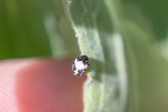 Anthrenus sophonisba