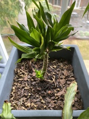 Dracaena fragrans compacta
