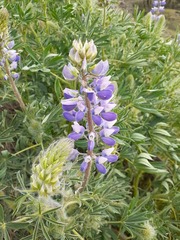 Lupinus rivularis