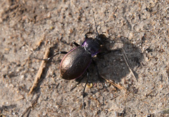 Carabus nemoralis