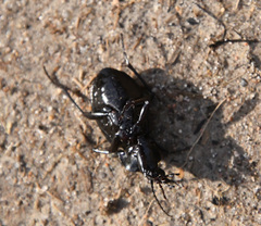 Carabus nemoralis