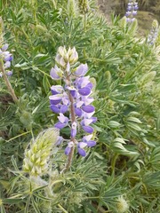 Lupinus rivularis
