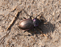Carabus nemoralis