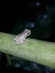 Ranoidea phyllochroa