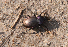 Carabus nemoralis