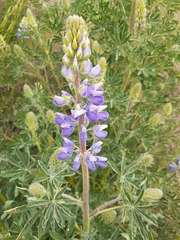 Lupinus rivularis