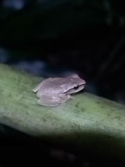 Ranoidea phyllochroa