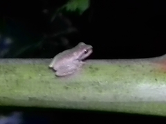 Ranoidea phyllochroa