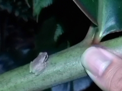 Ranoidea phyllochroa