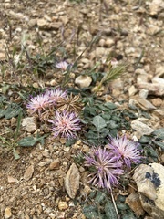 Centaurea raphanina raphanina