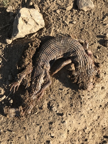 iNaturalist observation photo of Southern Alligator Lizard