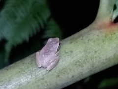 Ranoidea phyllochroa