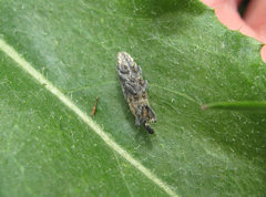 Lixus subtilis