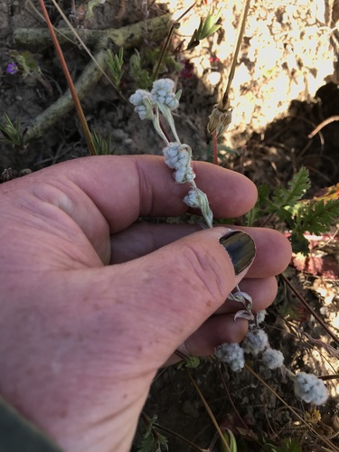 iNaturalist observation photo of Q-tips
