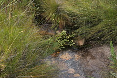 Gnidia oppositifolia