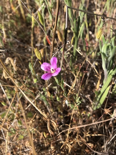 iNaturalist observation photo of Clarkias