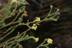 Gnidia oppositifolia