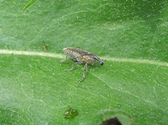 Lixus subtilis