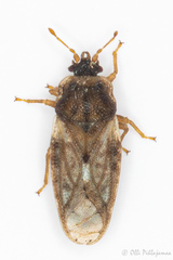 Piesma maculatum