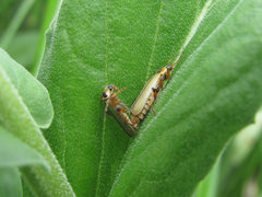 Metacantharis clypeata