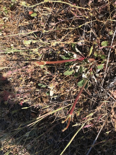 iNaturalist observation photo of wild buckwheats