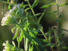 Lasiosiphon calocephalus