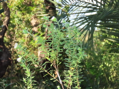 Lasiosiphon calocephalus