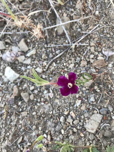 iNaturalist observation photo of Winecup Clarkia