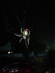 Araneae