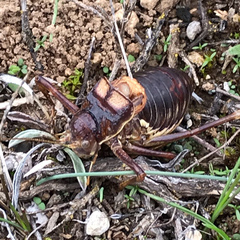 Parasteropleurus perezii