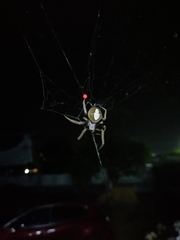 Araneae