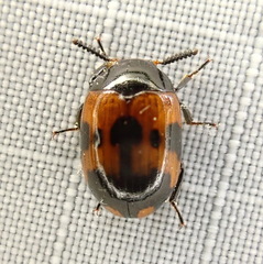 Diaperis nigronotata