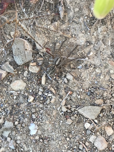 iNaturalist observation photo of Brush-legged Spiders