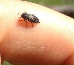 Buprestinae