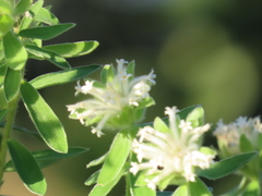 Lasiosiphon calocephalus