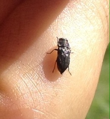 Buprestinae