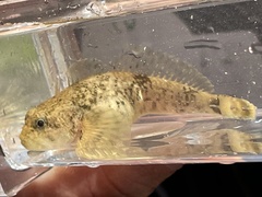 Cottus bairdii