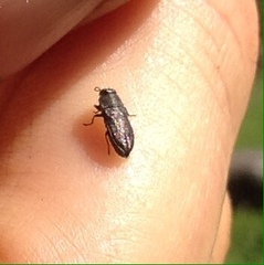 Buprestinae