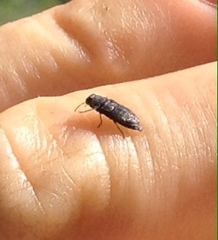 Buprestinae