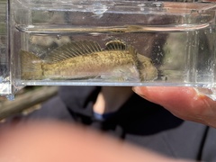 Cottus bairdii