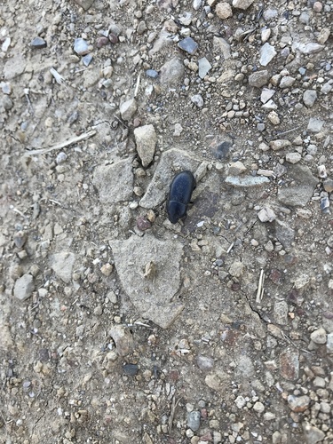 iNaturalist observation photo of Coniontis