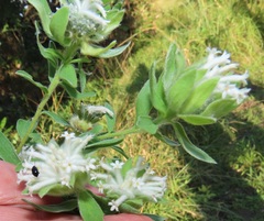 Lasiosiphon calocephalus