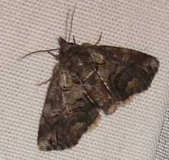 Paectes pygmaea