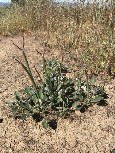 iNaturalist observation photo of Naked Buckwheat